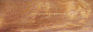 Partridge Wood close-up Partridge Wood close-up